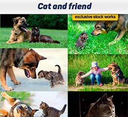 高清的猫狗图片：Cat and friend 20x JPEG